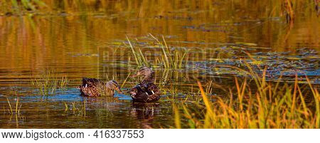 Duck On A Lake In Spring In The Canadian Forest, Quebec