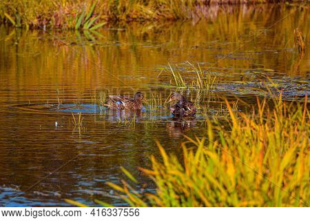 Duck On A Lake In Spring In The Canadian Forest, Quebec