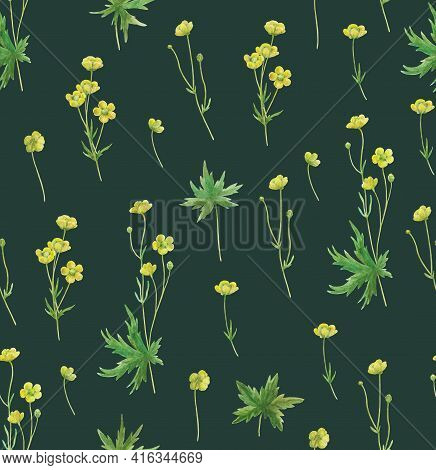 Seamless Pattern With Yellow Meadow Buttercup Flowers. Realistic Botanical Illustration.