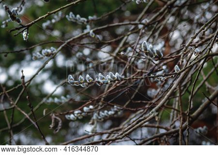 Gray Sallow Tree Blooming In Spring Forest