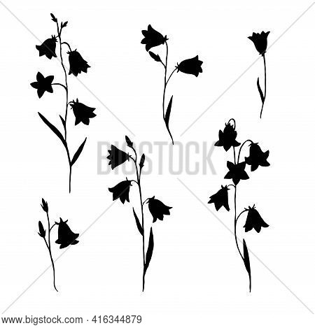 Set With Black Silhouettes Of Meadow Bellflowers Isolated On White Background.