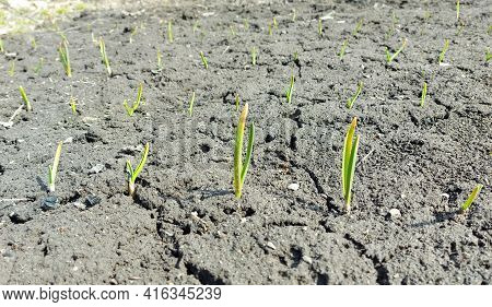 Sprouts Of Garlic Sprouted In The Garden Bed. Spring, Sunny Day, Gardening