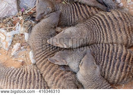Group Of Egyptian Mongoose (herpestes Ichneumon), Also Known As Ichneumon, Grouped Together Top View