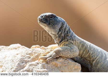 A Green Leptien's Spiny Tailed Lizard (uromastyx Aegyptia Leptieni) Resting On A Rock Very Close Up.