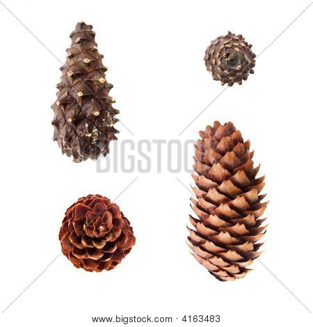 Cones do pinho