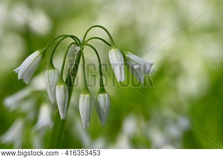 White Flowers Of Three-cornered Leek, Allium Triquetrum, Plant Of The Onions And Garlic Family Nativ