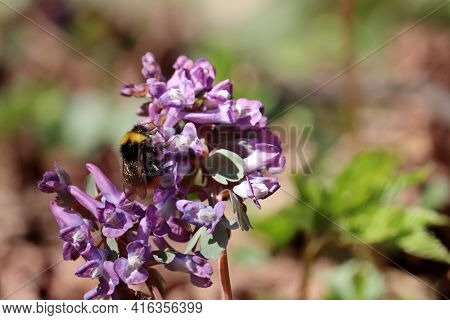 Bumblebee Collects Pollen And Nectar On First Spring Flowers In A Forest. Fumewort, Corydalis Solida