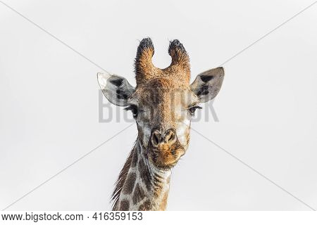 Giraffe Portrait Front View Isolated In White Background In Kruger National Park, South Africa ; Spe