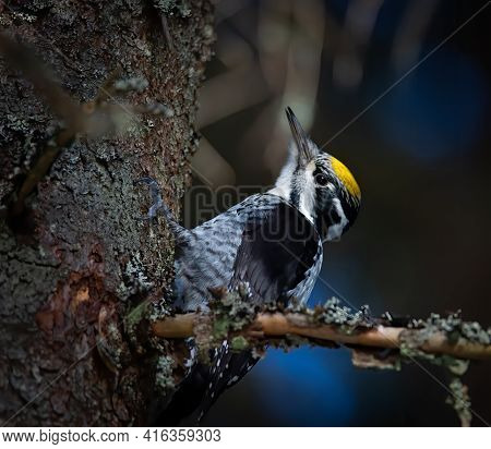 Three Toed Woodpecker Picoides Tridactylus On A Tree Looking For Food In Sunset And Sunrise