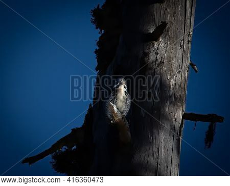 Three Toed Woodpecker Picoides Tridactylus On A Tree Looking For Food In Sunset And Sunrise
