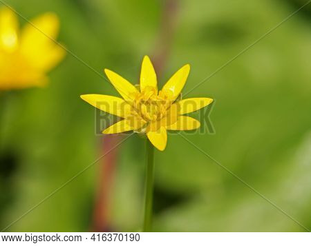 Yellow Flower Of Lesser Celandine Or Pilewort Plant, Ficaria Verna Or Ranunculus Ficaria