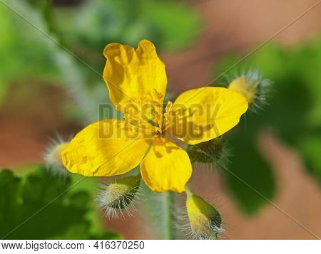 Yellow Flower Of Greater Celandine, Chelidonium Majus