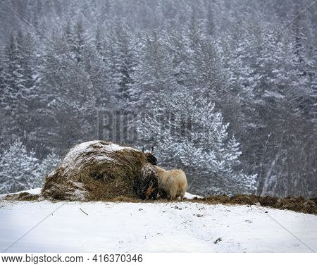 Animals Around A Haystack During Snowfall In The Winter. Farm In The Middle Urals Near The Village O