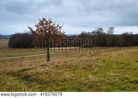 A Lone Tree At A Moor. Picture From Revingehed, Scania County, Sweden