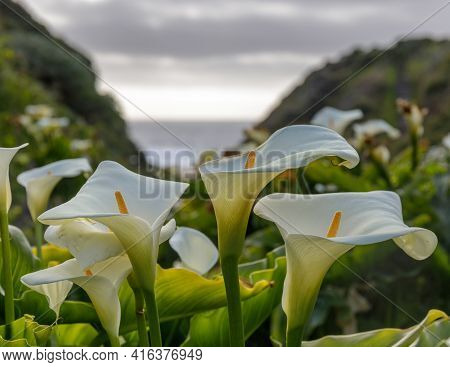 Calla Lily Valley In Bloom. Garrapata State Park, Monterey County, California, Usa.