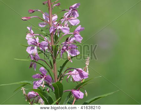 Fireweed