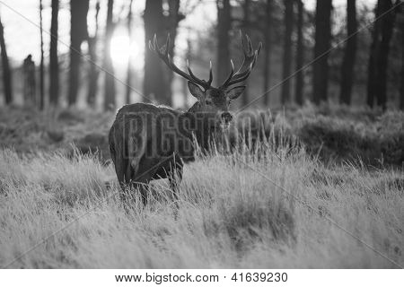 Red Deer
