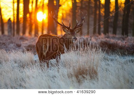 Red Deer