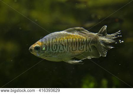 The Congo Tetra (phenacogrammus Interruptus) In Aquarium.