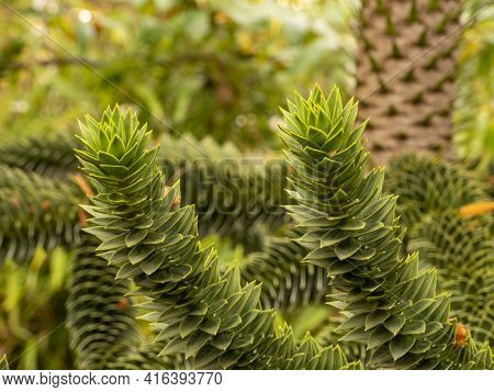 Evergreen Araucaria Branches Against A Fuzzy Background. They Belong To The Conifers. Copy Space