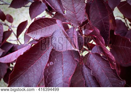 Closeup Of The Purple Red Leaves On A Schubert Cherry Tree