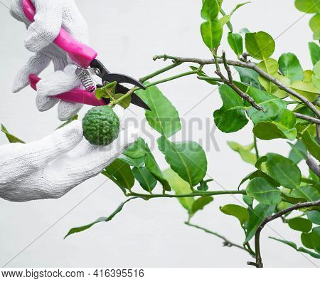 Close Up Image Of Cut Lime Green With Blur Image Of Lime Leaves. Food Thai Concept.