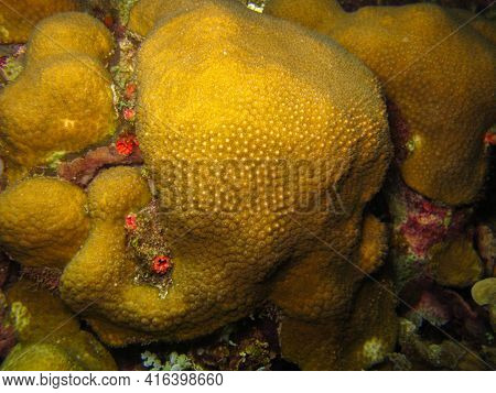 Orbicella Annularis