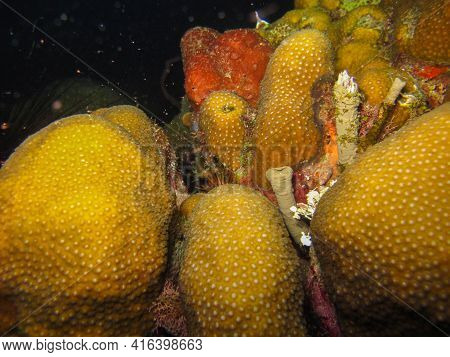 Orbicella Annularis
