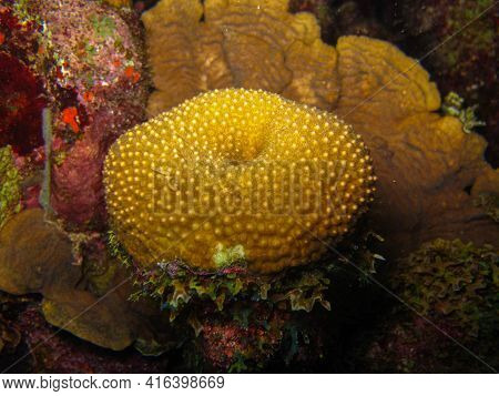 Orbicella Annularis