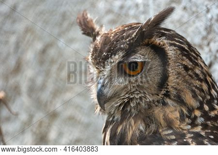 A Close Up View Of The Hea And Eyes Of A Eurasian Eagle Owl.