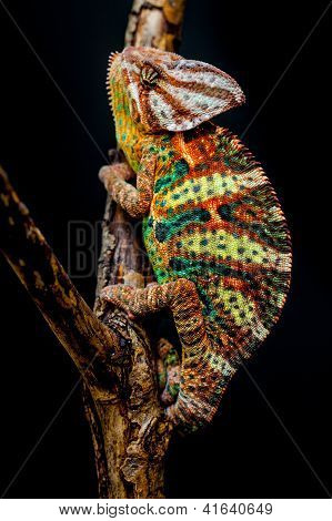 Yemen chameleon