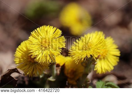 Coltsfoot Flowers In Spring Forest. Blooming Tussilago Farfara