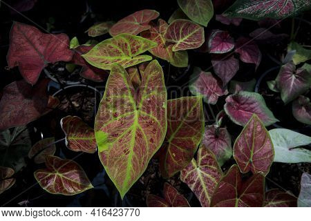 Close Up Beautiful Agloanema Houseplant In Home Garden