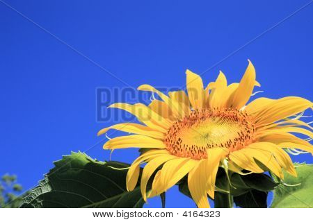 Fleur du soleil