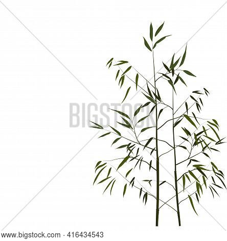 Bamboo Vector Stock Illustration. Young Stems And Shoots With Green Leaves Of A Tropical Tree. For S