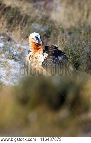 The Bearded Vulture (gypaetus Barbatus), Also Known As The Lammergeier Or Ossifrage On The Feeder , 