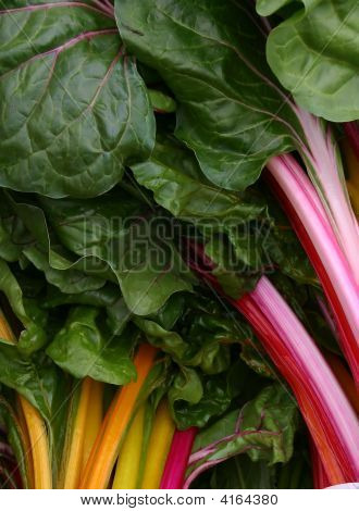Kolorowy organicznych Chard