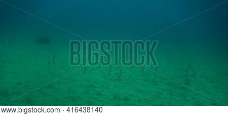 Family Of Eels Poking Out Of Th Sandy Sea Floor