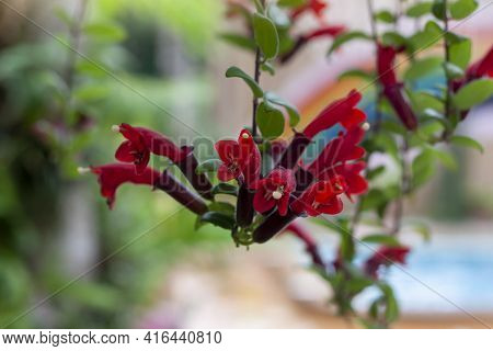 Red Flower Of Lipstick Vine Or Aeschynanthus Radicans Jack Bloom Hanging In The Garden.