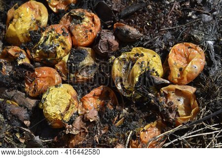 A Cesspool With Rotting Food And Vegetables