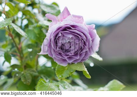Large, Double, Soft Lavender-purple Flowers. Novalis Rose, Lila Flower