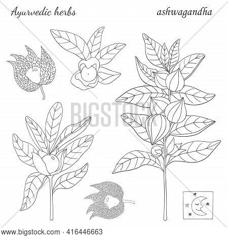 Vector Graphic Handdrawn Illustration With Ashwagandha Plant -01