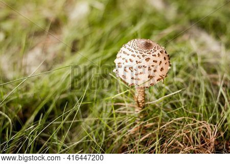 Ite Mushroom In Forest. Organic Food In Wild Natural Environment