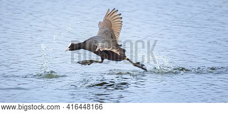 Eurasian Coot Runs On The Water Surface And Bounces Offo