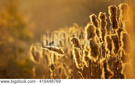 A Common Reed Bunting Emberiza Schoeniclus Sitting On A Reed In The Morning Mist And Singing At Sunr