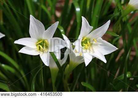 White Flower Rain Lily Or Fairy Lily Blooming On The Flower Garden And Yellow Pollen In The Middle. 