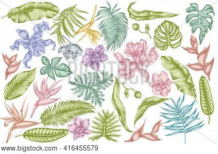 Vector Set Of Hand Drawn Pastel Monstera, Banana Palm Leaves, Strelitzia, Heliconia, Tropical Palm L