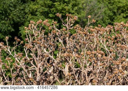 A Large Bush Of Dried Tartar In Late Summer