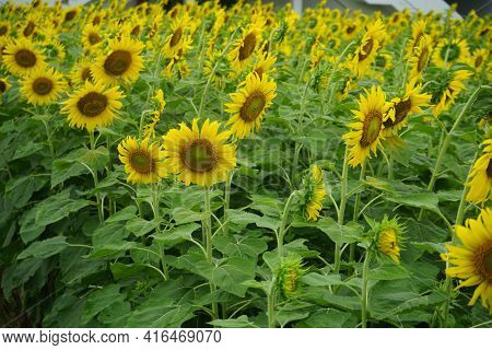 Sunflowers On A Nature Background. Organic Farming, Smallholding, Gardening, Health Concept, Nature 