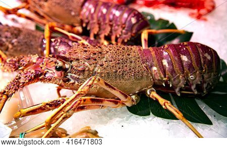 Fresh Natal Spiny Lobster, Palinurus Delagoae, Lie On Ice On The Morning Seafood Market. Expensive L